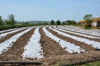 AHMET DURSUN - Bafra'da Örtü Altı Kavun Ve Karpuz Ekimleri Yapıldı