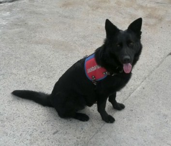 'Dalga', Zehir Tacirlerine Göz Açtırmıyor