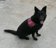 'Dalga', Zehir Tacirlerine Göz Açtırmıyor