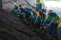 Diyarbakır'a 175 Bin Çiçek Dikilecek