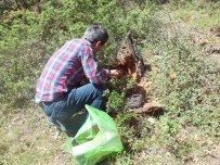 Sakarya Ormanları Fotokapanlarla İzleniyor