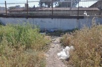 TARIŞ - Cezaevinden Çıktı Sonu Ölüm Oldu