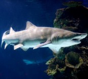 Kaplan Kum Köpek Balığının Boyu 2,5 Metreye Ulaştı