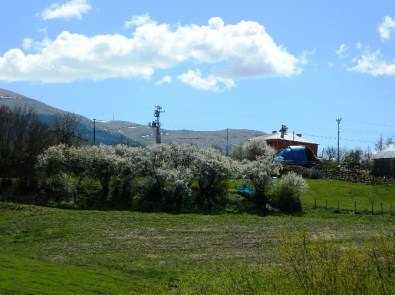 Posof Baharda Kışı Yaşıyor