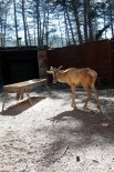 Bakım Ve Sağlık Taramaları Yapılan Geyik Doğaya Salındı