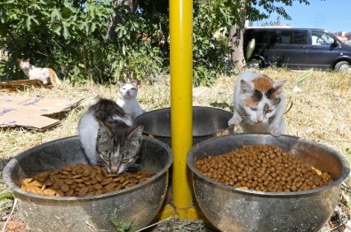 Buca'da Sokak Hayvanları İçin Yoğun Mesai
