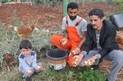 Genç Girişimci Organik Yumurta Çiftliği Kurdu