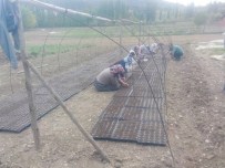 Kornişon Salatalık Ekimi