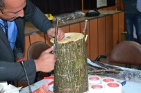 İLYAS GÜN - Terme'de Yabani Cevizler Kültüre Alınıyor