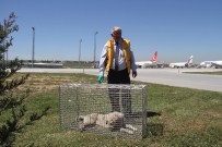 UÇAK PİSTİ - Uçuş Trafiğini Engelleyen Köpekler İçin Özel Tim
