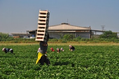 Üretici Çilek Fiyatlarından Memnun Değil