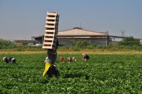 Üretici Çilek Fiyatlarından Memnun Değil