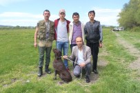 ÇARDAKLı - Av Köpekleri Yarıştı