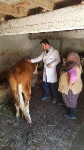 Büyükşehir Uçuruma Yuvarlanan İneği Kurtarmak İçin Seferber Oldu