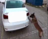 Tampona Gizlenen 12 Kilo Esrarı Narkotik Köpeği Buldu