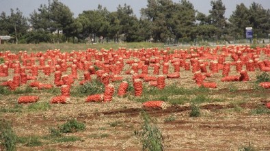 Tarlada Kalan Soğana Bekçi Tuttu