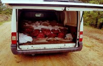 1 Ton 825 Kilogram Canlı Midye !