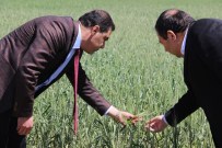 SAKÇAGÖZÜ - 30 Bin TL Hibe, 100 Bin TL Kredi Projesi Çiftçinin Yüzünü Güldürdü