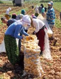 YAŞAR ÇELİK - Geçen yıl altın olan patates bu yıl pul oldu