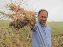 KARACAÖREN - Güneydoğunun Tahıl Ambarını Kuraklık Vurdu