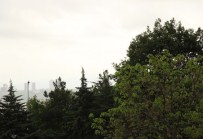 POLEN ALERJİSİ - Polen alerjisine dikkat edin!