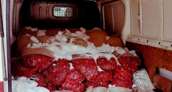 1 Ton 825 Kilogram Canlı Midye !