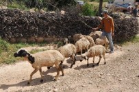 15 Günde 250 Koyunu Telef Olan Köylüler Çare İstiyor