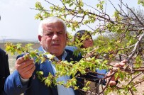 AKARCA - Bulut Açıklaması 'Kayısıda 120 Milyon Liralık Zarar Var'