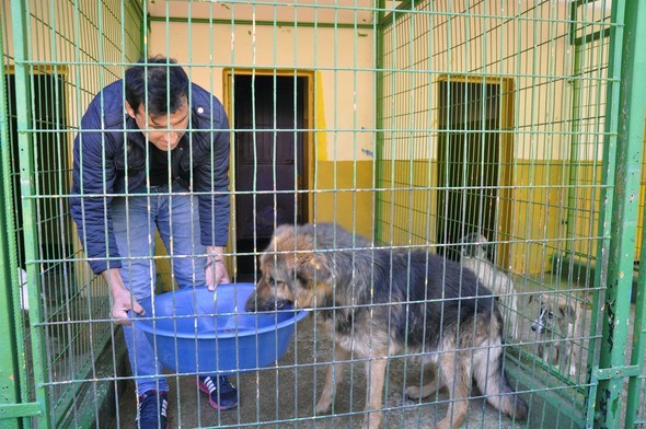 'Yaşamaz' denilen köpeğin değişimi görenleri şaşırtıyor