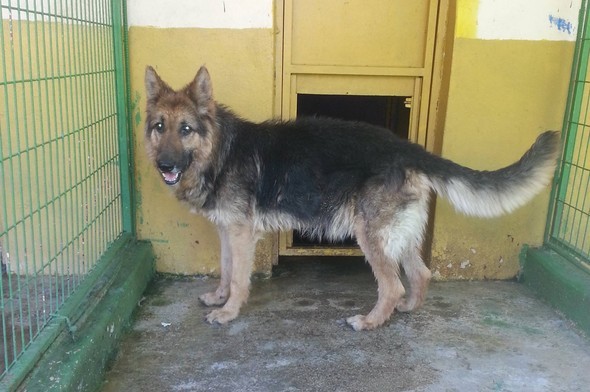 'Yaşamaz' denilen köpeğin değişimi görenleri şaşırtıyor