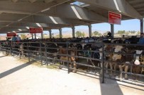 Bolvadin Hayvan Pazarı 'Şap' Hastalığı Nedeni İle Kapatıldı