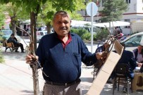 Ceviz Fidanı Sipariş Etti, Kuru Dal Parçaları Geldi