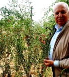 Çin'in Mutluluk Meyvesi Sarıgöl'de Yetiştirildi