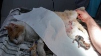 YAZLA - Doğum Yaparken Köpeğin Saldırısına Uğrayan Kedi, Sezaryanla 4 Yavru Dünyaya Getirdi