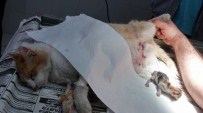 Doğum Yaparken Köpeğin Saldırısına Uğrayan Kedi, Sezaryanla 4 Yavru Dünyaya Getirdi