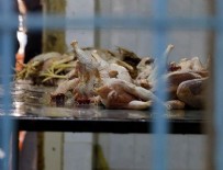 İzmir'de 'kaçak tavuk kesimi' operasyonu