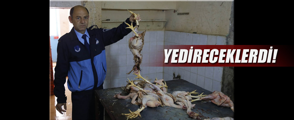 İzmir'de 'kaçak tavuk kesimi' operasyonu