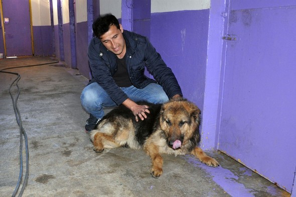 'Yaşamaz' denilen köpeğin değişimi görenleri şaşırtıyor