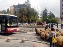 KEÇİ YAVRUSU - Koyun Sürüsü Trafiği Alt Üst Etti