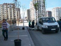TESBIH - Tecde Mahallesi'nde Ağaçlandırma Çalışması Başladı