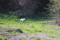 SIĞIRCIK - AK Balıkçıl Kuşları Hakkari'de Görüntülendi