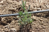 NIYAZI ULUGÖLGE - Foça'da Lavanta Bitkisi İçin Özel Proje