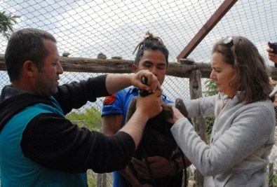 Verici Takılan Akbabalar, Doğaya Salındı