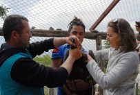 Verici Takılan Akbabalar, Doğaya Salındı