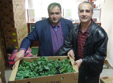 Ziraat Odası'ndan Çiftçilere 500 Bin Fide Dağıtımı