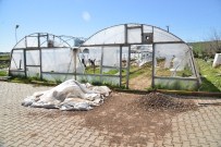 Büyükşehir Kent Bostanları İçin Fide Yetiştiriyor