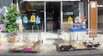 SÜS BALIĞI - Van'da Petshoplara İlgi Artıyor