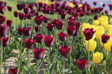 100 Bin Lale Kırklareli'ni Renklendirdi