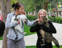 Bayraklı'da, Can Dostların Sorunlarına Yakından Takip