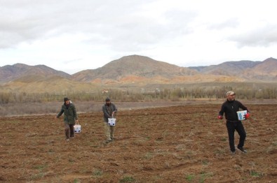 Kuşlar İçin 25 Dönüm Arpa Ektiler